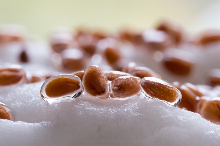 Kressesamen vorquellen