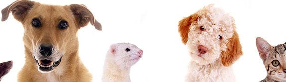 zooplus