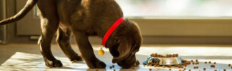 hund-unterwegs.de Gutschein für Hundefutter