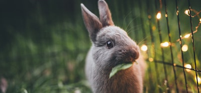 Ostern - so sparst du bei Deko und Geschenken Ostern - so sparst du bei Deko und Geschenken