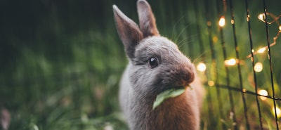 Ostern - so sparst du bei Deko und Geschenken