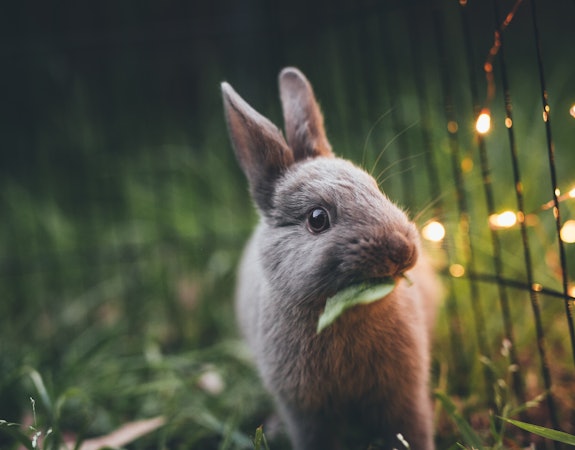 Ostern - so sparst du bei Deko und Geschenken