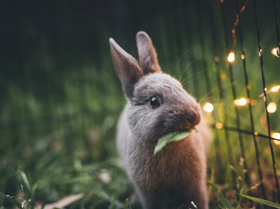 Ostern - so sparst du bei Deko und Geschenken