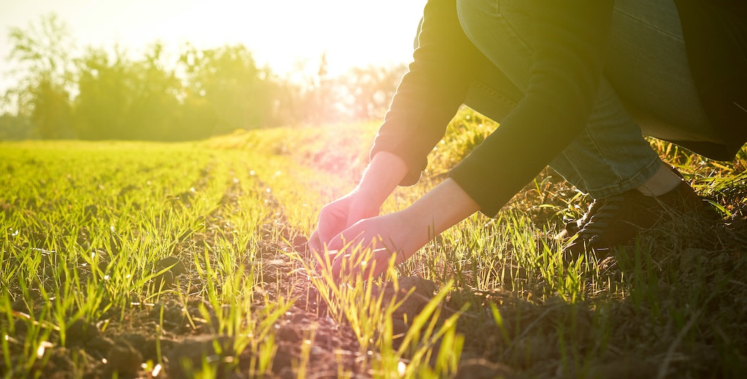 Junge Frau pflegt Pflänzchen auf dem Feld