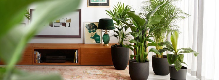 Pflanzen im Bakker Angebot