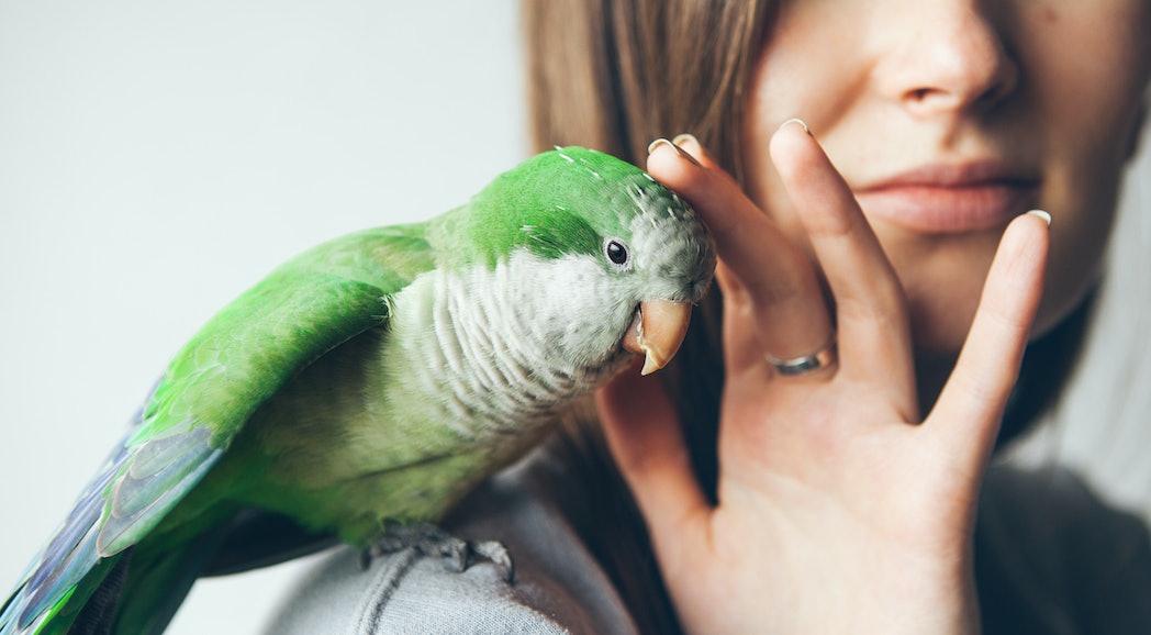 Ohne Gutschein für Tierbedarf sparen