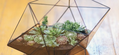 Florarium oder Regenwaldterrarium – selbst bauen!