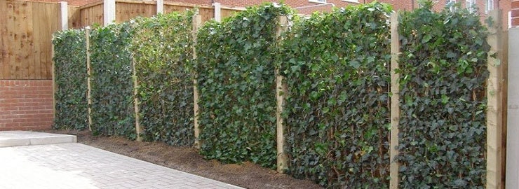 Clematis - Alles für den Garten