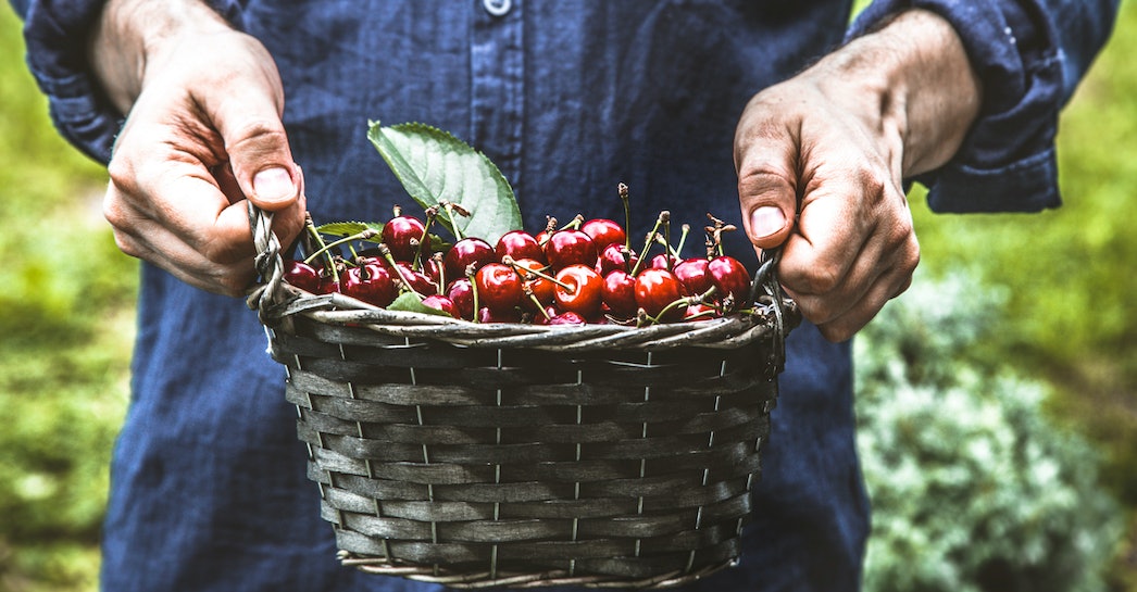 Mann reicht Korb mit roten Kirschen