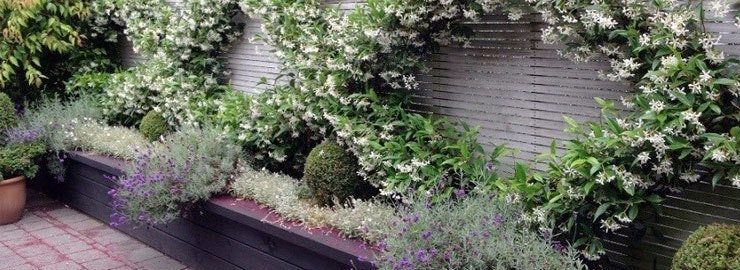 Clematis Rabattcode
